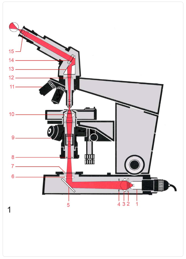 Diagram of a microscope with red lines
Description automatically generated
